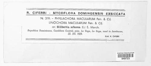 Phyllachora macularum image